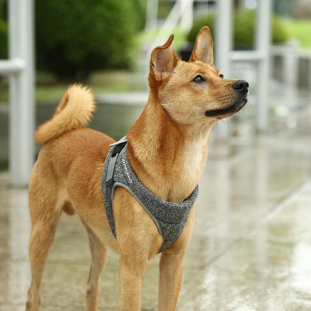Air Pro Dog Harness - Zoomies