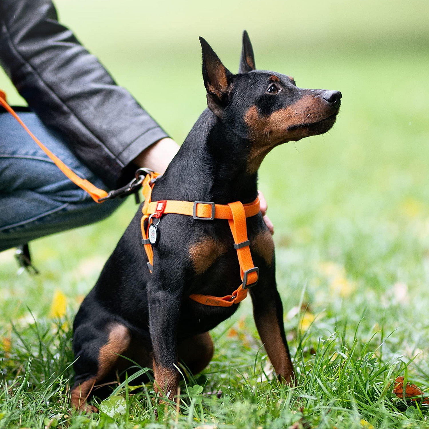 Waterproof Dog Harness - Zoomies