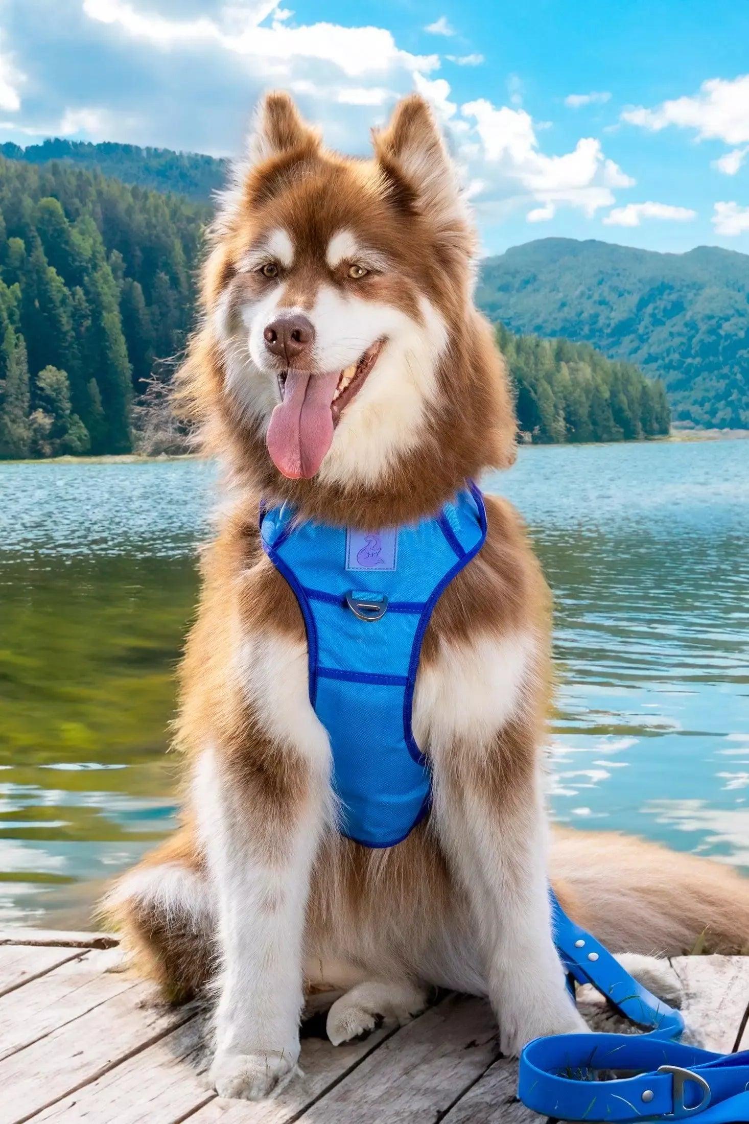 Ultimate Designer Dog Harness - Zoomies