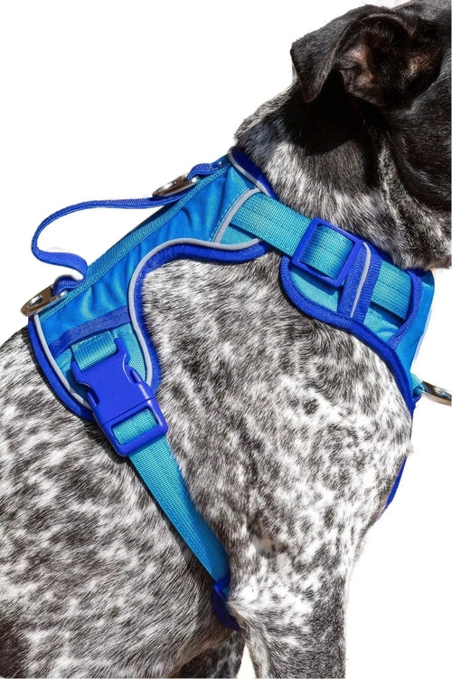 Ultimate Designer Dog Harness - Zoomies