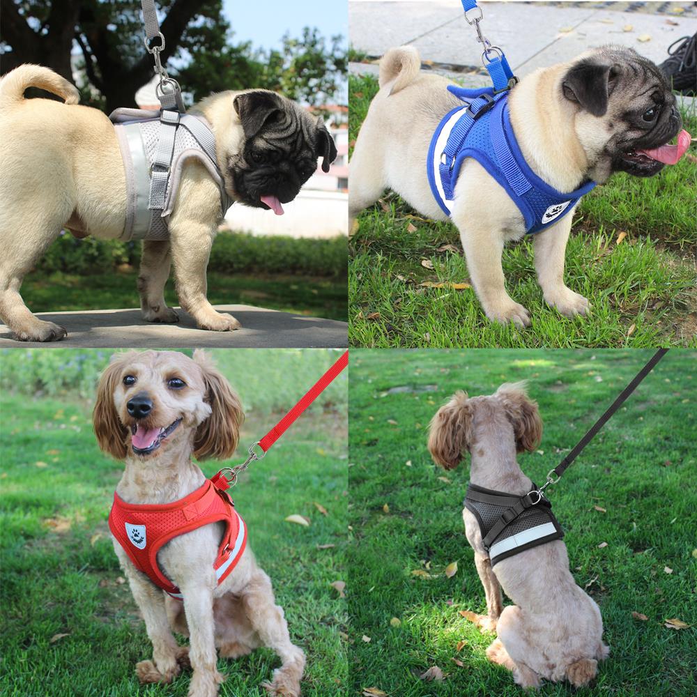 Harness for Chihuahua Pug - Zoomies