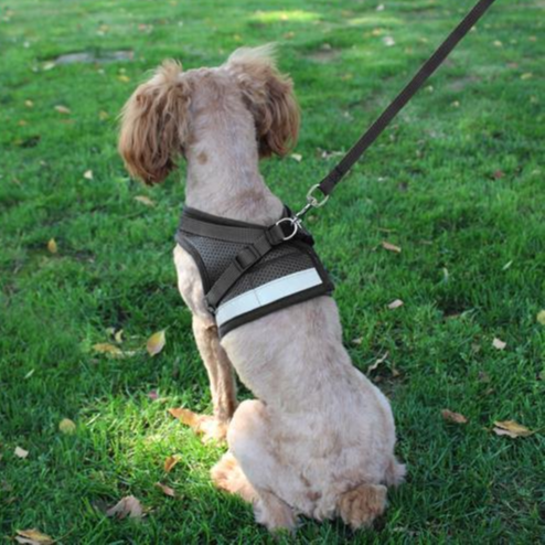 Harness for Chihuahua Pug - Zoomies