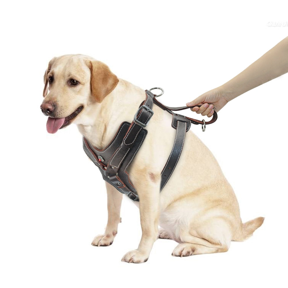 Durable Dog Harness - Zoomies