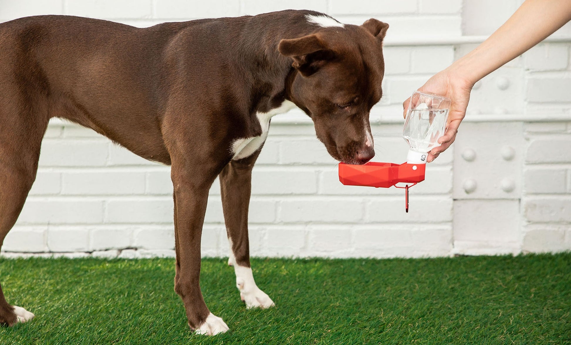 Water Bottle - Zoomies