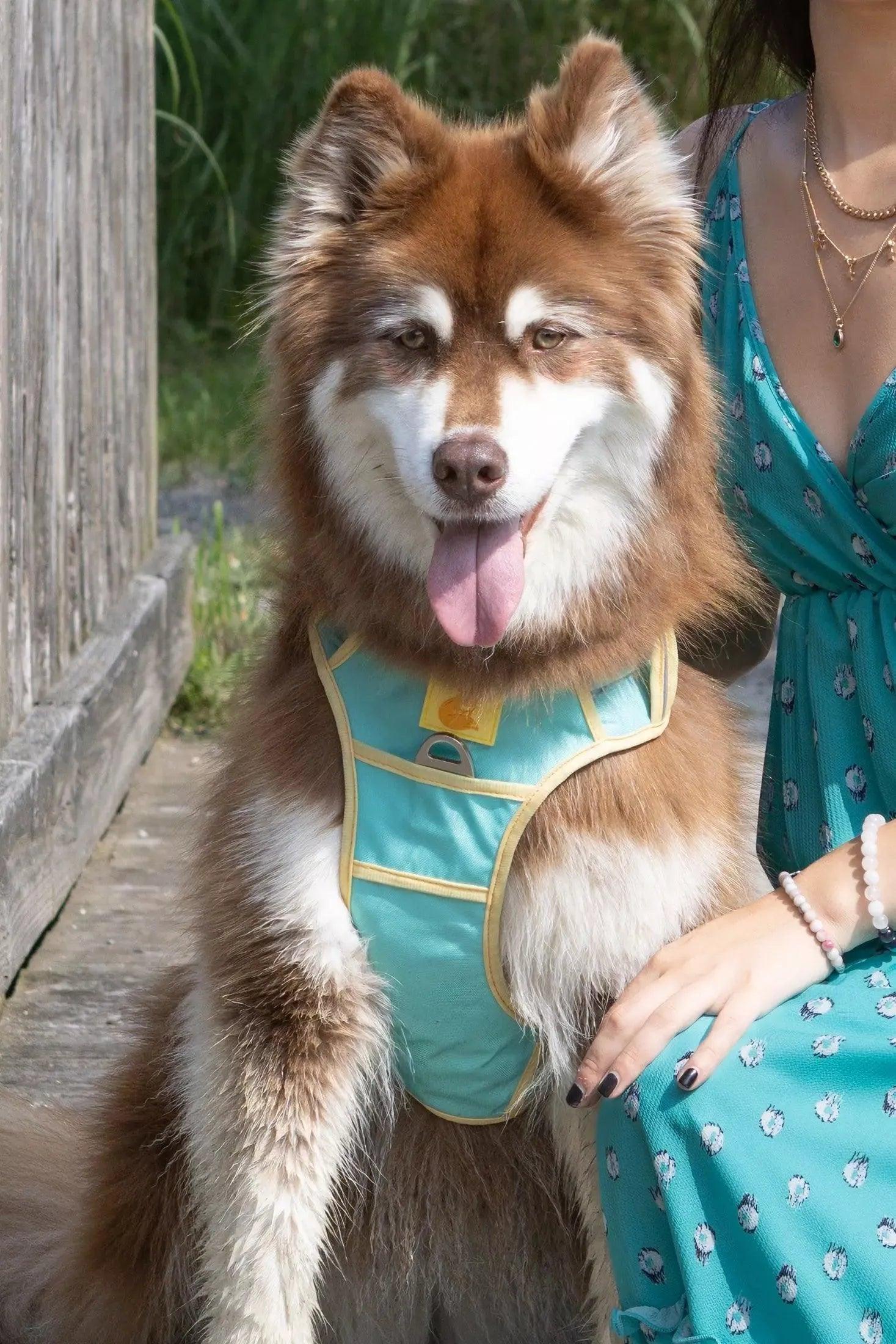 Ultimate Designer Dog Harness - Zoomies