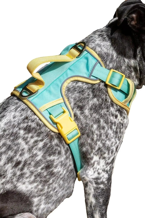 Ultimate Designer Dog Harness - Zoomies