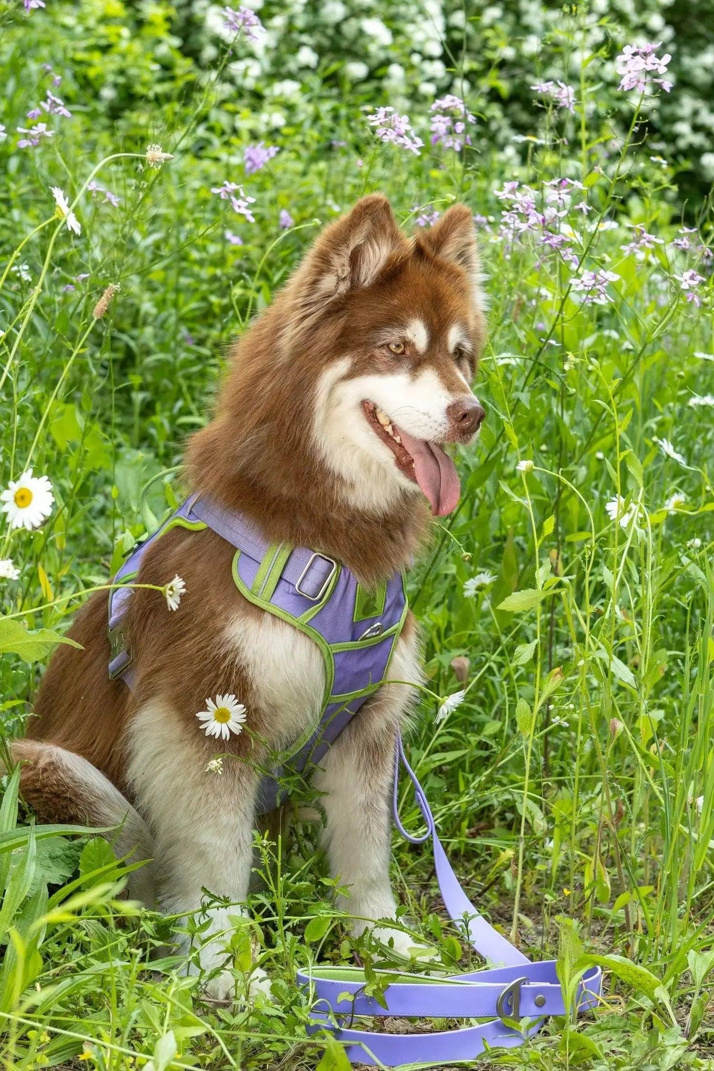 Ultimate Designer Dog Harness - Zoomies
