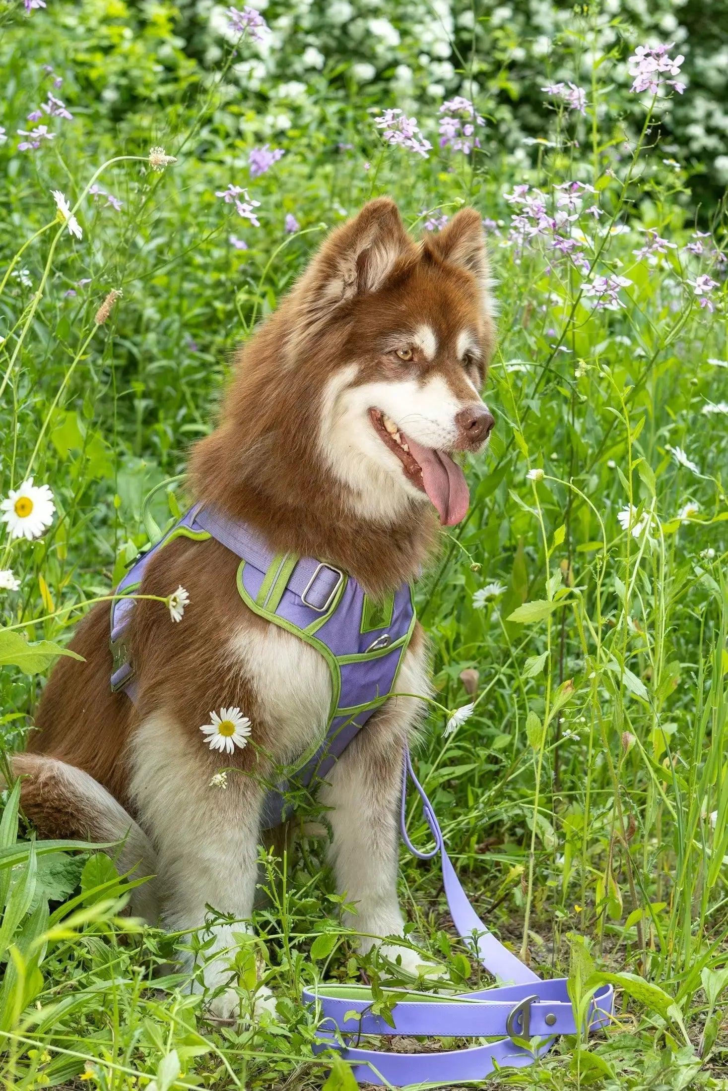 Ultimate Designer Dog Harness - Zoomies