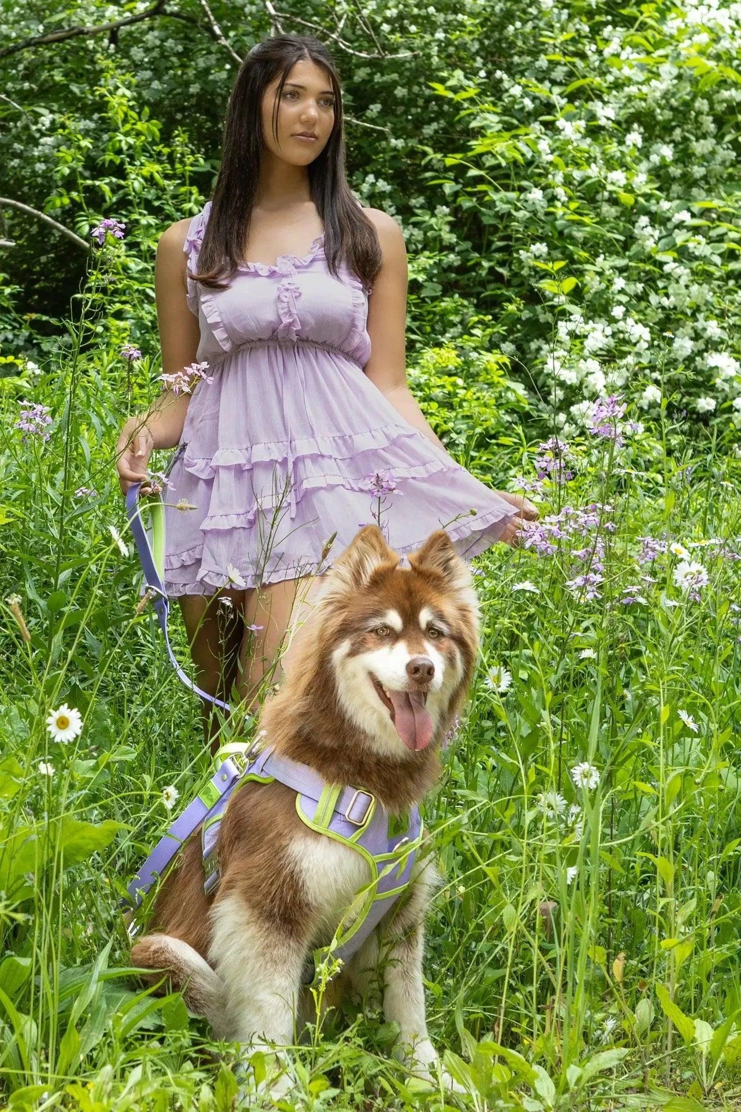 Ultimate Designer Dog Harness - Zoomies