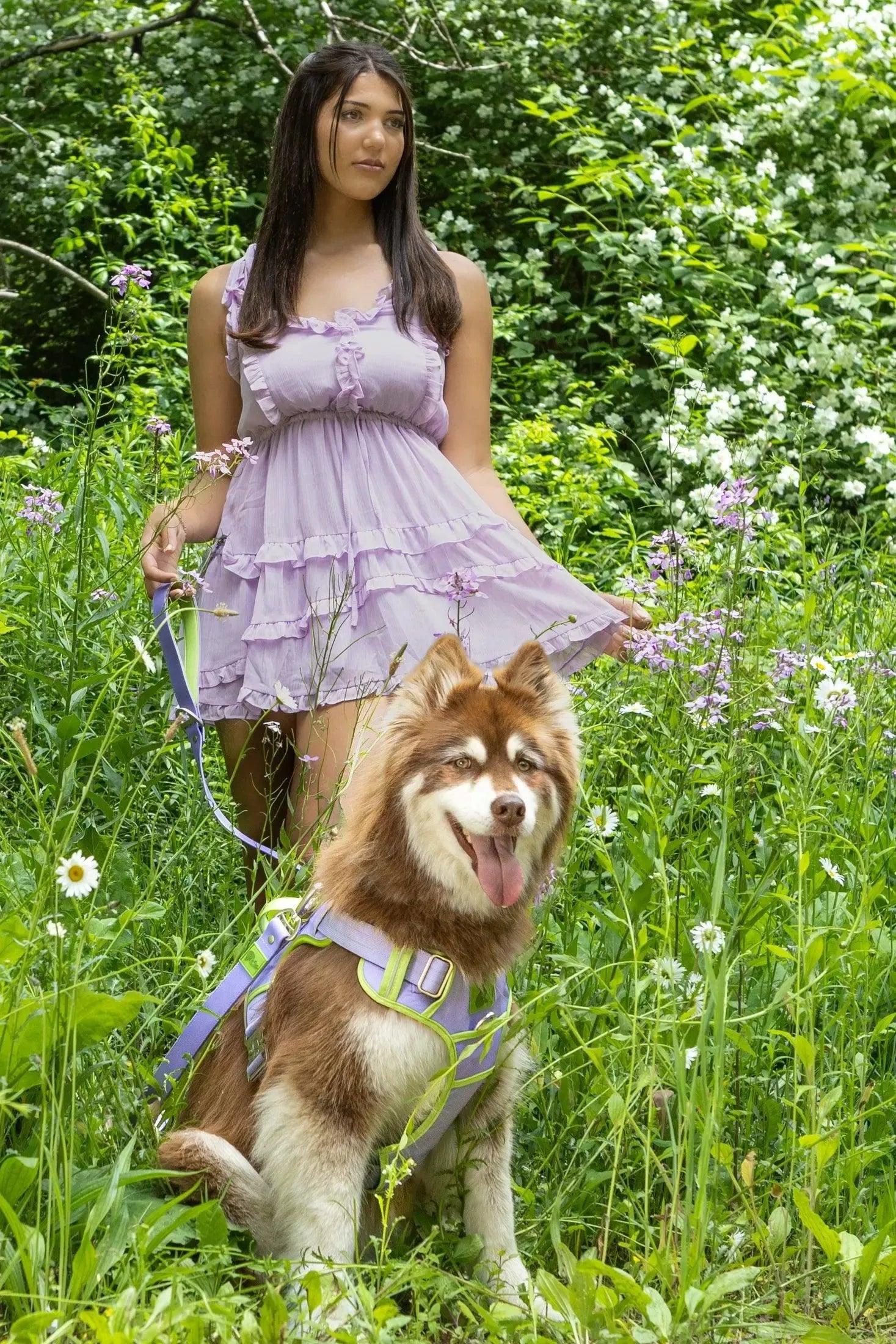 Ultimate Designer Dog Harness - Zoomies