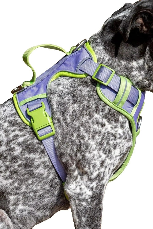 Ultimate Designer Dog Harness - Zoomies