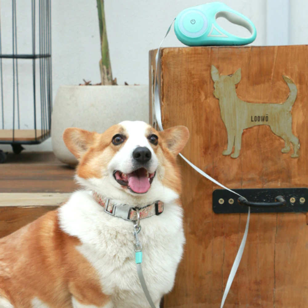Automatic Retractable Lighting Leash - Zoomies