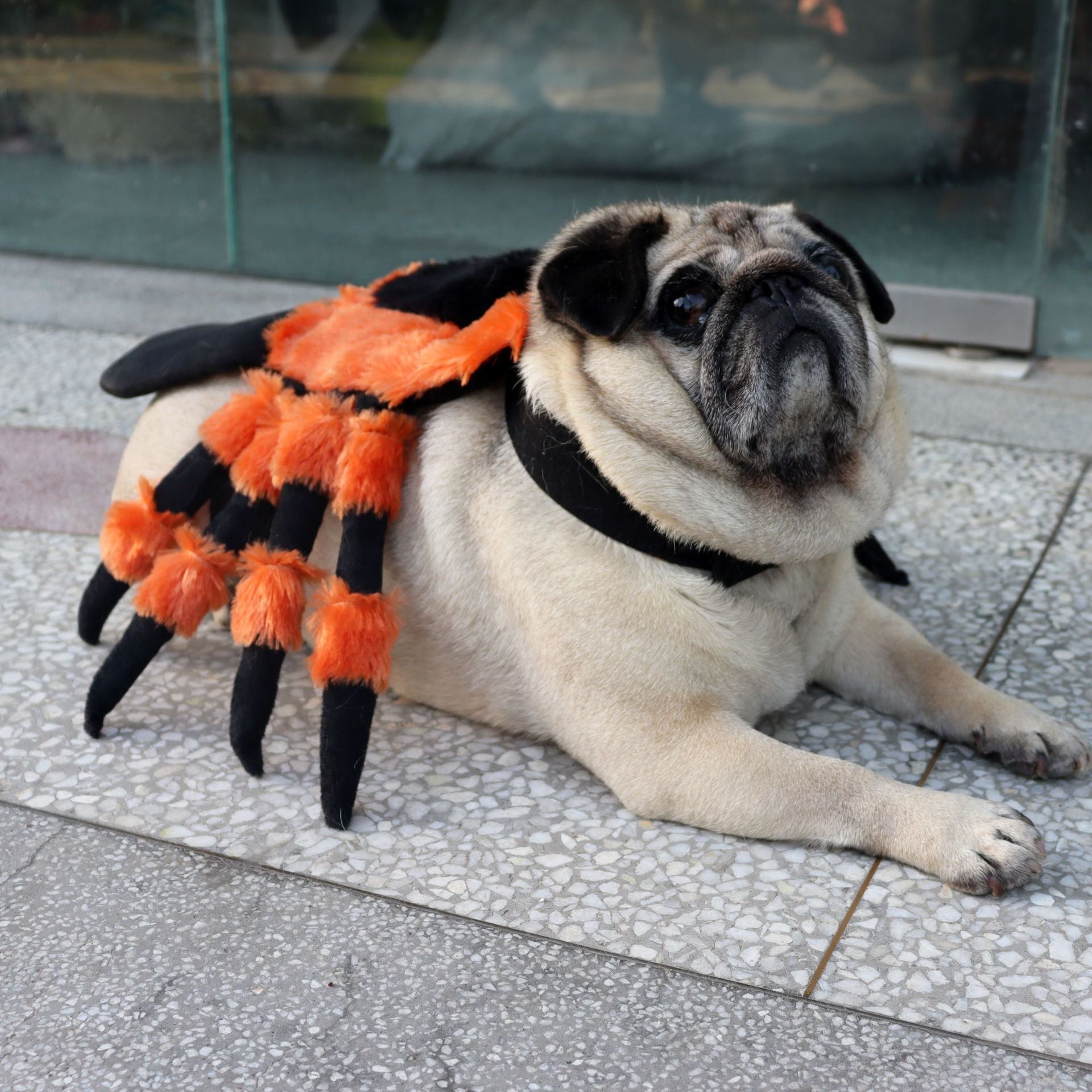 Halloween Spider Pet Costume - Zoomies