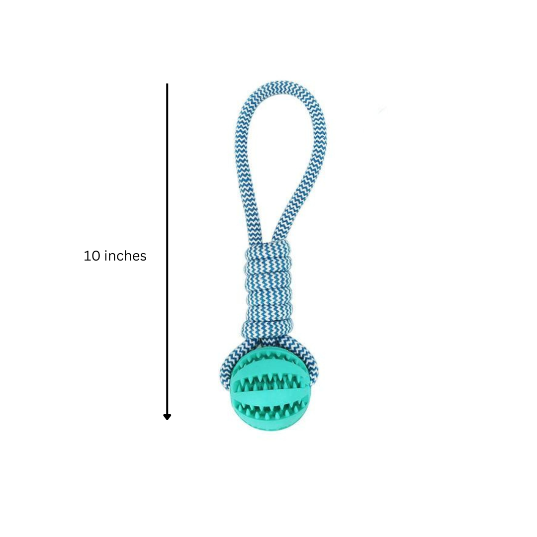3 Pack Pet Squeaky Toothbrush - Zoomies