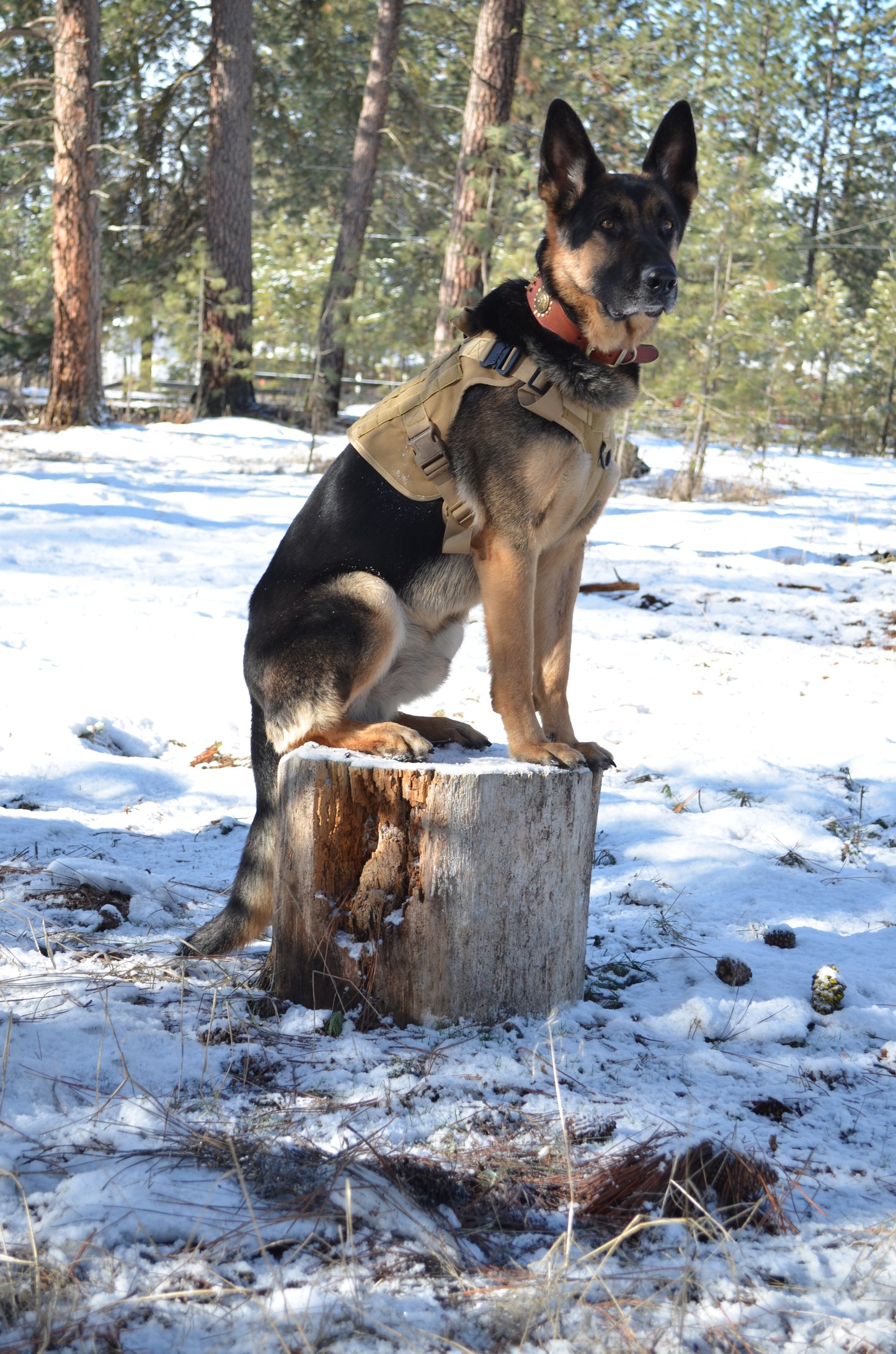 Military Dog Tactical Harness - Zoomies