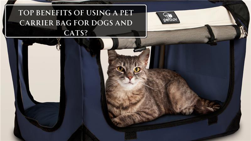 Top Benefits of Using a Pet Carrier Bag for Dogs and Cats?
