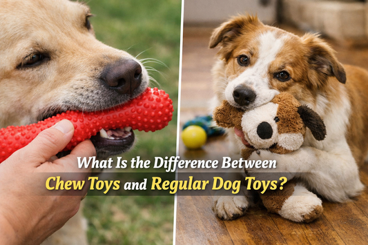 Chewing Toy vs. Regular Toy: What’s the Difference?