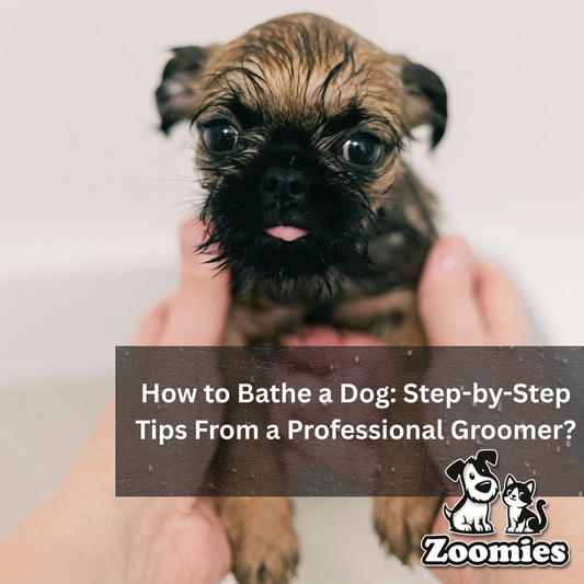How to Bathe a Dog: Step-by-Step Tips From a Professional Groomer?