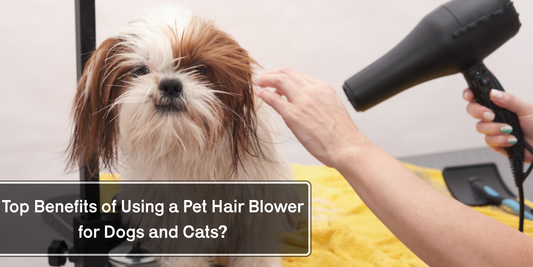 Top Benefits of Using a Pet Hair Blower for Dogs and Cats?