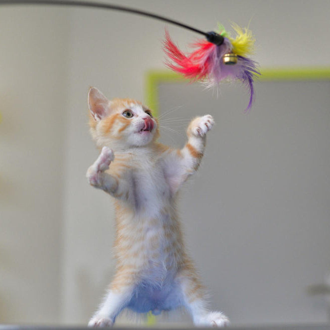Treats & Toys