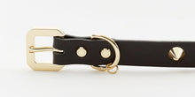 Golden Spike Black Collar - Zoomies