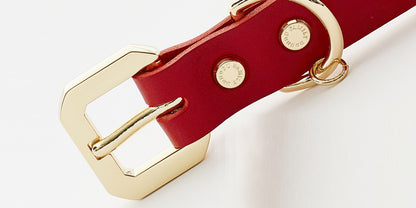 Golden Spike Red Collar - Zoomies