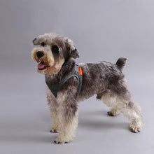 Air Pro Dog Harness - Zoomies