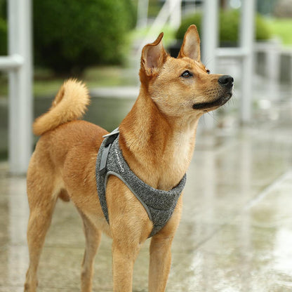 Air Pro Dog Harness - Zoomies
