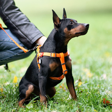 Waterproof Dog Harness - Zoomies