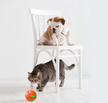 Pet Wicked Ball Toy - Zoomies