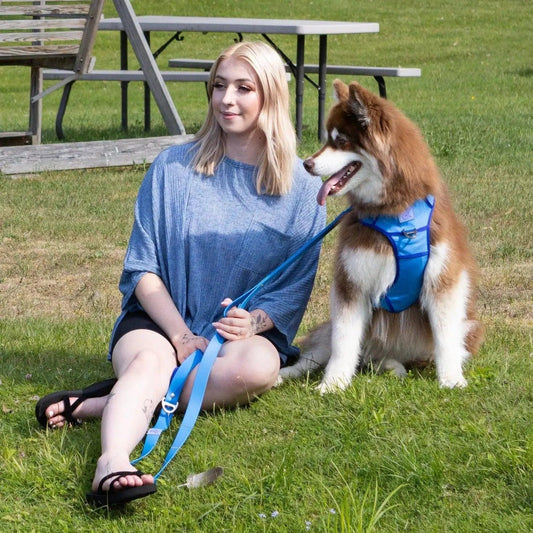 Ultimate Designer Dog Harness - Zoomies