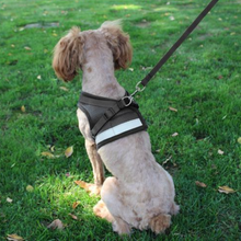 Harness for Chihuahua Pug - Zoomies