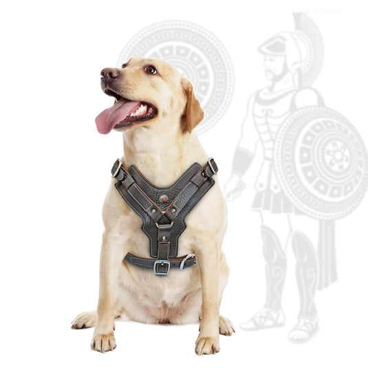 Durable Dog Harness - Zoomies