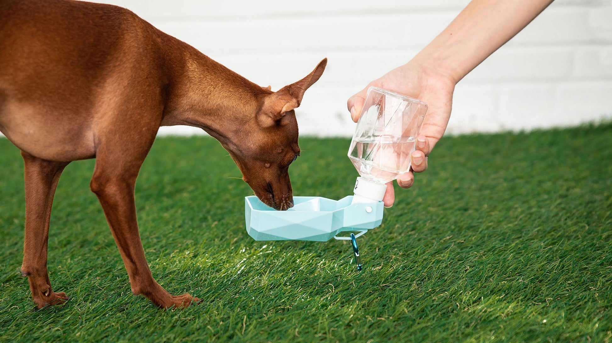 Water Bottle - Zoomies