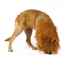 Lion Theme Dog Wig - Zoomies