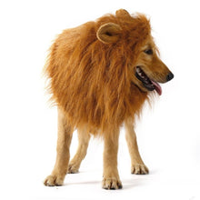 Lion Theme Dog Wig - Zoomies