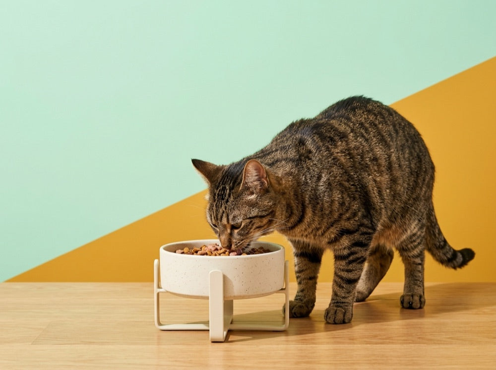 Bowls & Feeding
